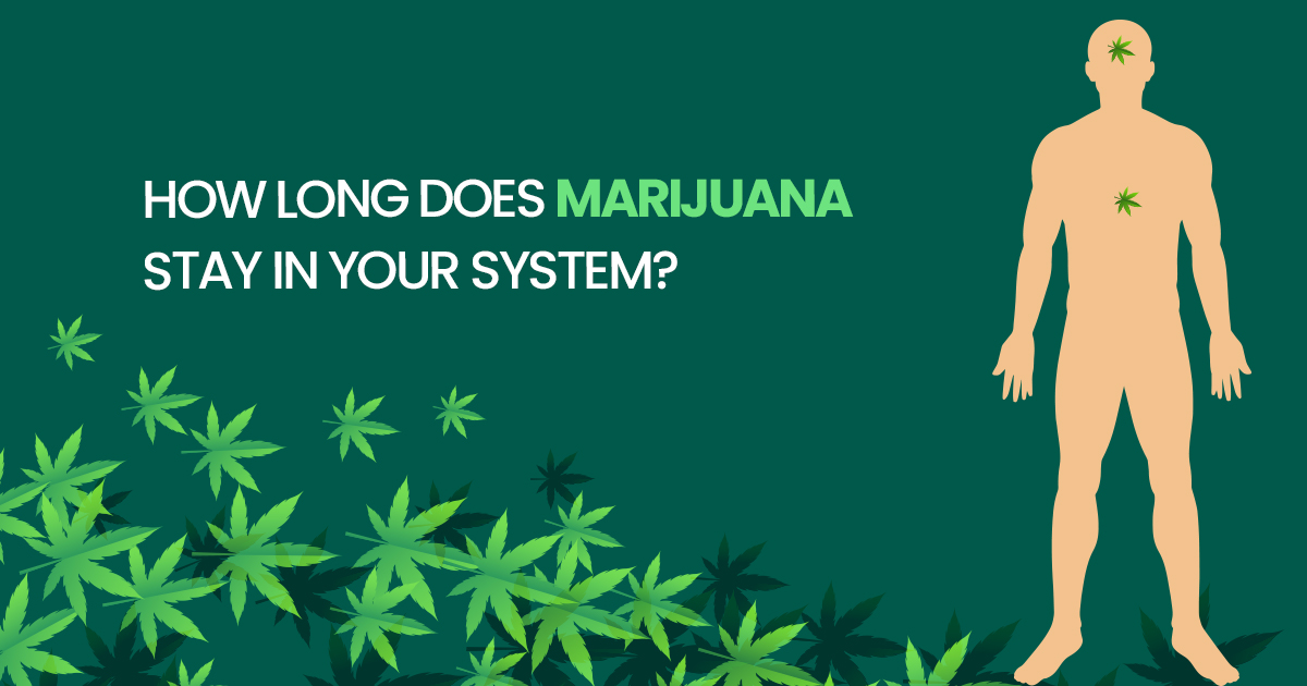 How Long Does Marijuana Stay in Your System