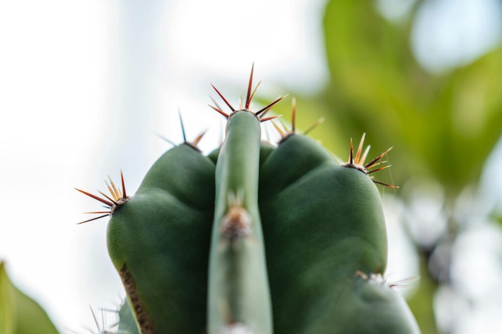 Close-up of a cactus with sharp spines, highlighting its connection to mescaline side effects and abuse.